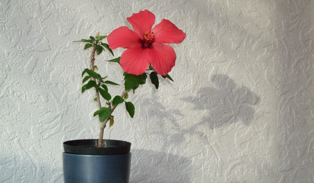 Hibiscus or Gurhal 