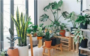 Indoor Air Purifier Plant